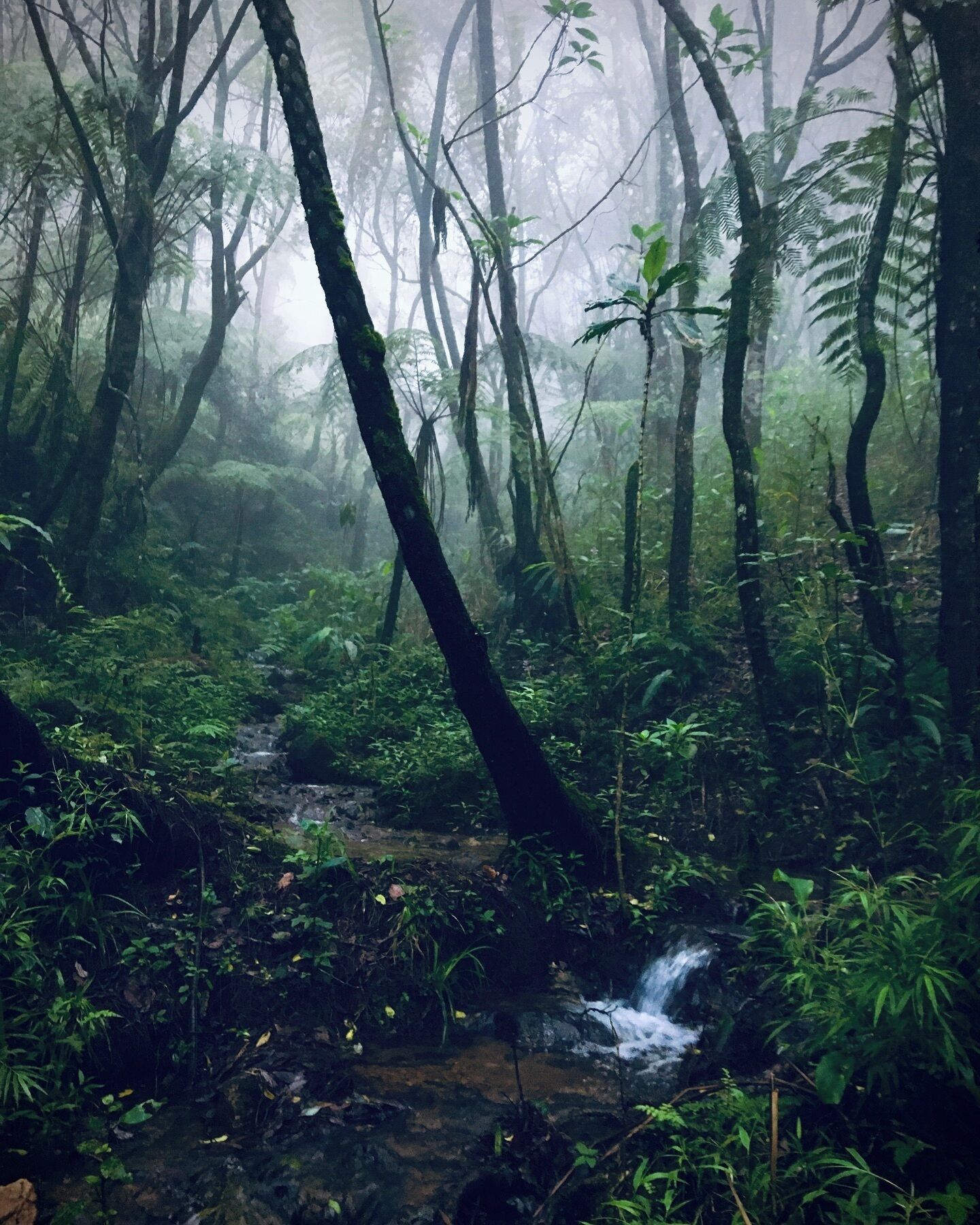 Un bosque frondoso con un arroyo, árboles y helechos.
