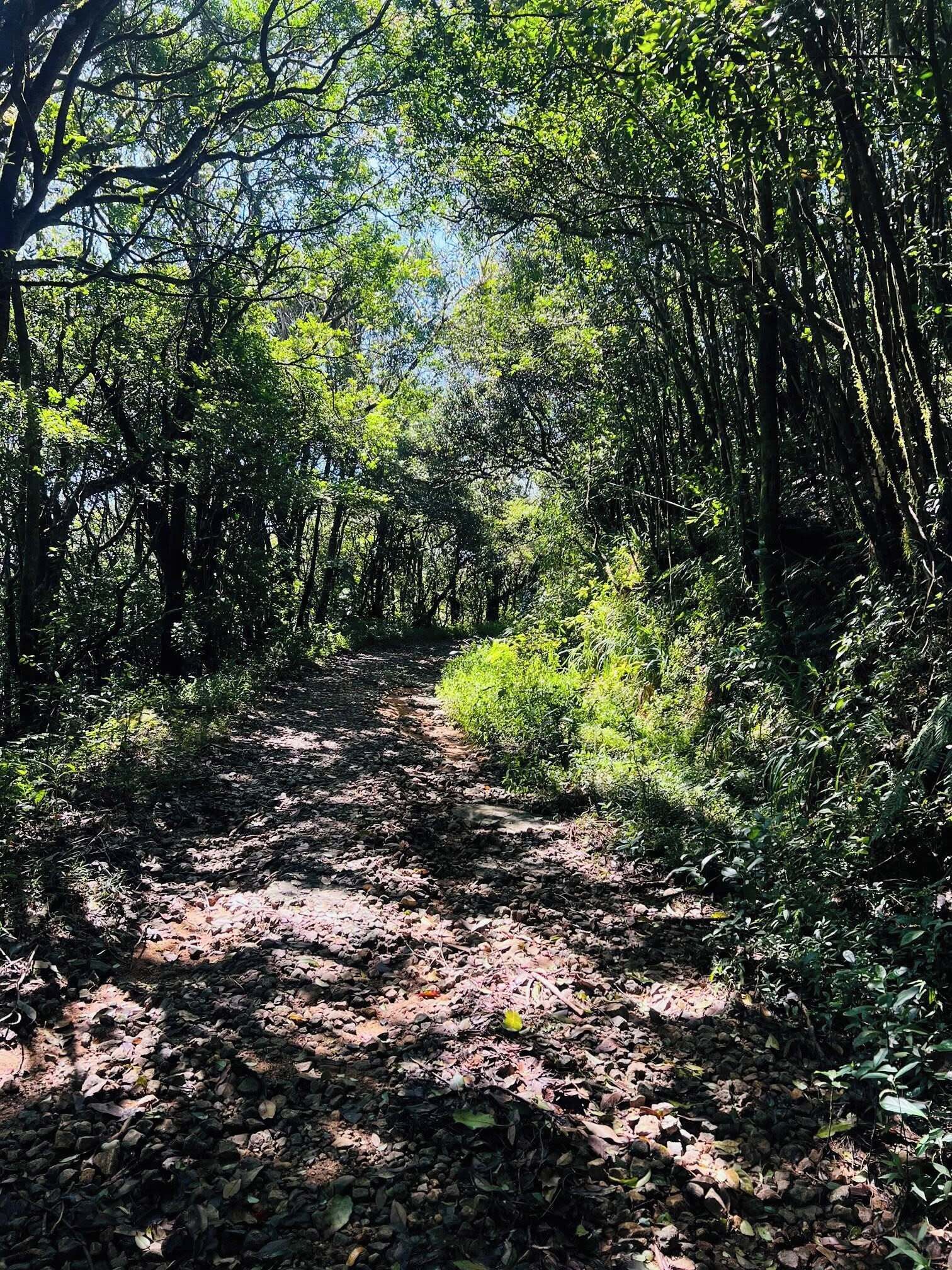 A forest path with dense foliage on both sides.