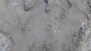 Una escultura de arena con forma de criatura marina.