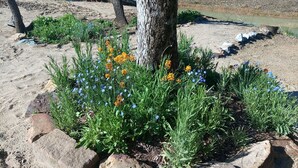 Un jardín con rocas, árboles y plantas en flor.