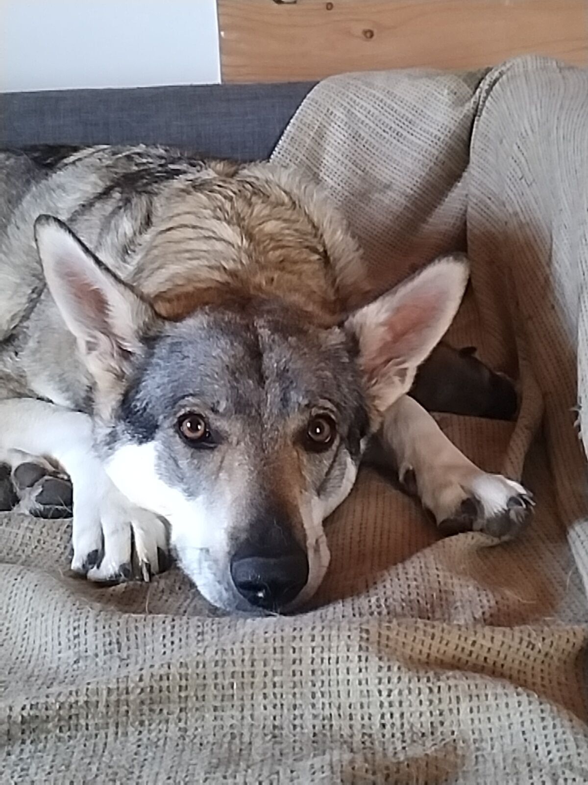 Un chien allongé sur un canapé, avec une tête de lit en bois en arrière-plan.