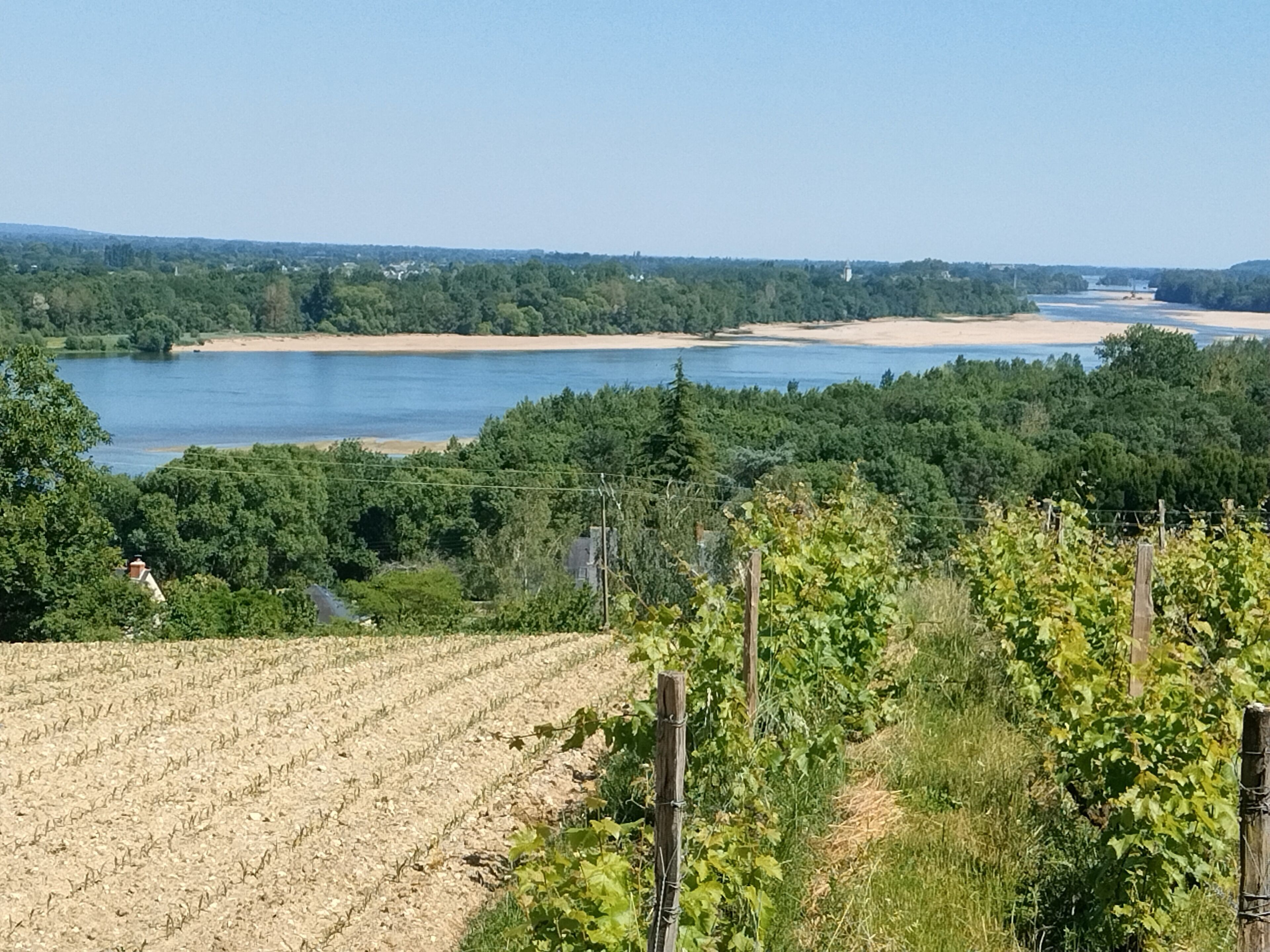 Viñedo con hileras de vides y un cuerpo de agua al fondo.