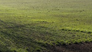 Ein weites, offenes Grasland mit einem dichten Wald im Hintergrund.