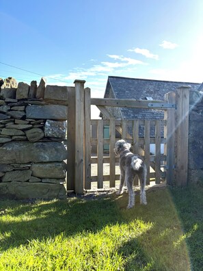 A dog standing at a wooden gate with a stone wall and a building in the background. - The Old School Glasfryn | Dog Friendly | Betws y Coed 15 min | Ideal for Snowdon (Glasfryn)