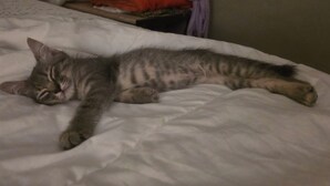 Eine Katze liegt auf einem Bett mit weißer Bettwäsche.