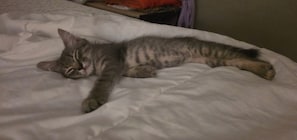 Aceita animais de estimação