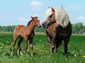 Miscellaneous - Holiday apartment on a horse farm with suckler cows in a quiet location on the outskirts of Bremen (Lilienthal)
