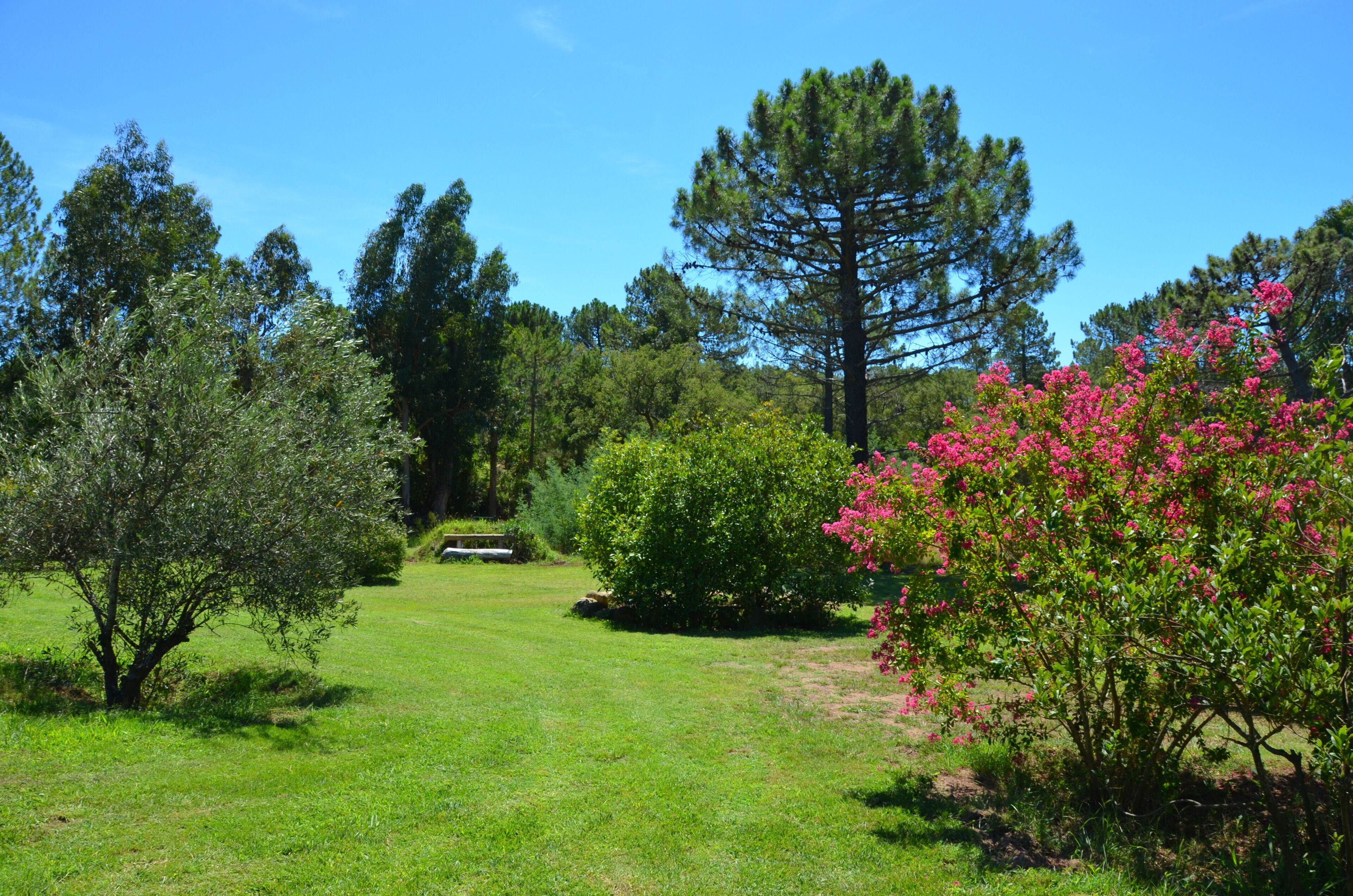 A grassy area with trees and a bench.