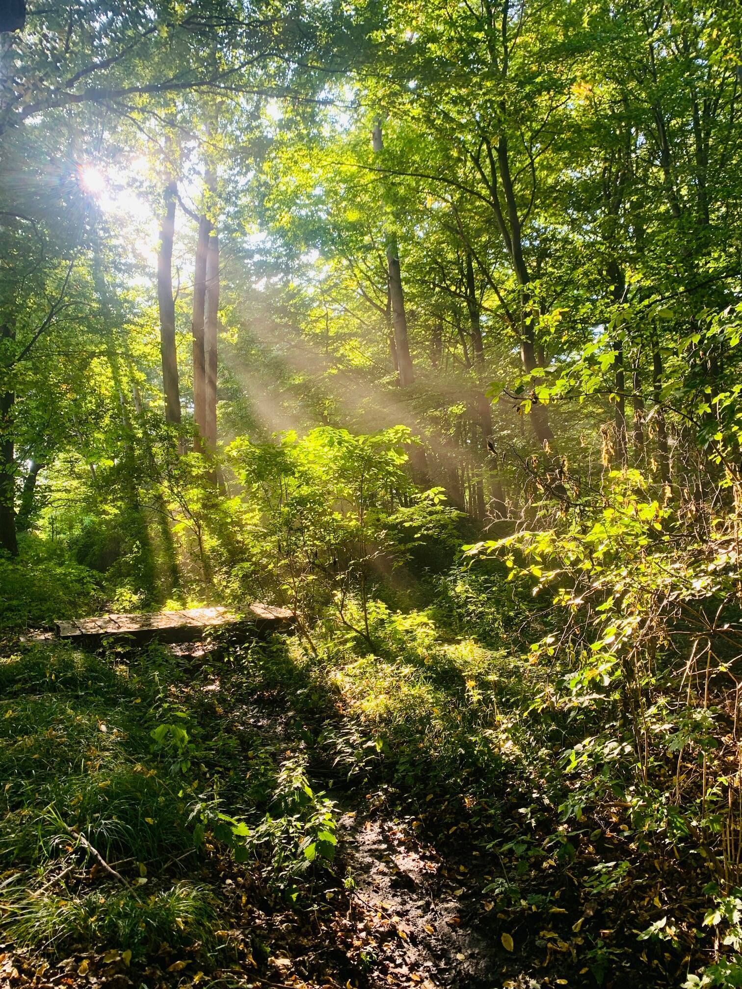 A forested area with sunlight filtering through the trees.