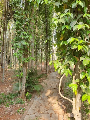 Un chemin de pierres bordé d’une végétation luxuriante et d’arbres.
