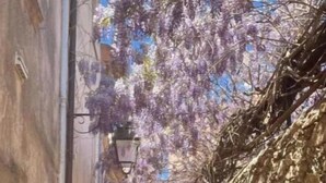 Uma rua estreita com edifícios de um lado e uma parede de pedra do outro, sob uma árvore com flores roxas.