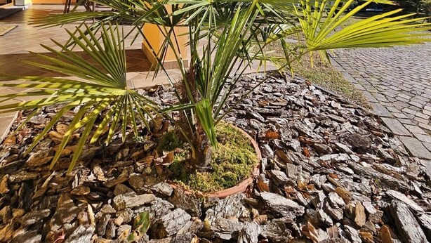 Una palmera en una maceta con cobertura de piedras, un edificio de madera al fondo y un cielo azul despejado.