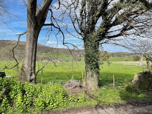 Ländliche Landschaft mit Baum, grüner Vegetation und einer Steinmauer.