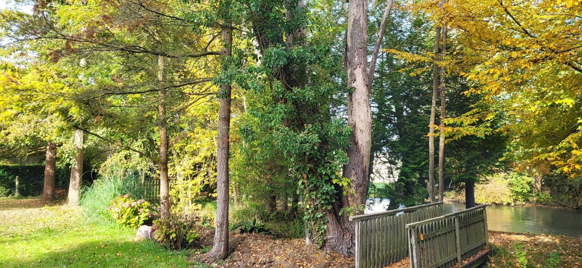 A serene park with a wooden bridge over a calm body of water, surrounded by trees in various stages of autumn foliage.