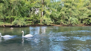 Um rio calmo com cisnes nadando, rodeado por vegetação verde densa.