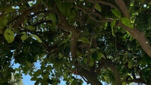 Ein Schwimmbecken mit Liegestühlen, einer Rasenfläche und einem Baum.