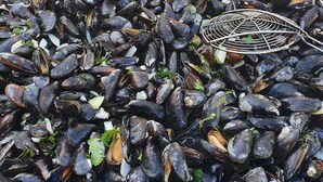 Ein großer Behälter voller Muscheln, gewürfelter Zwiebeln und Kräutern.