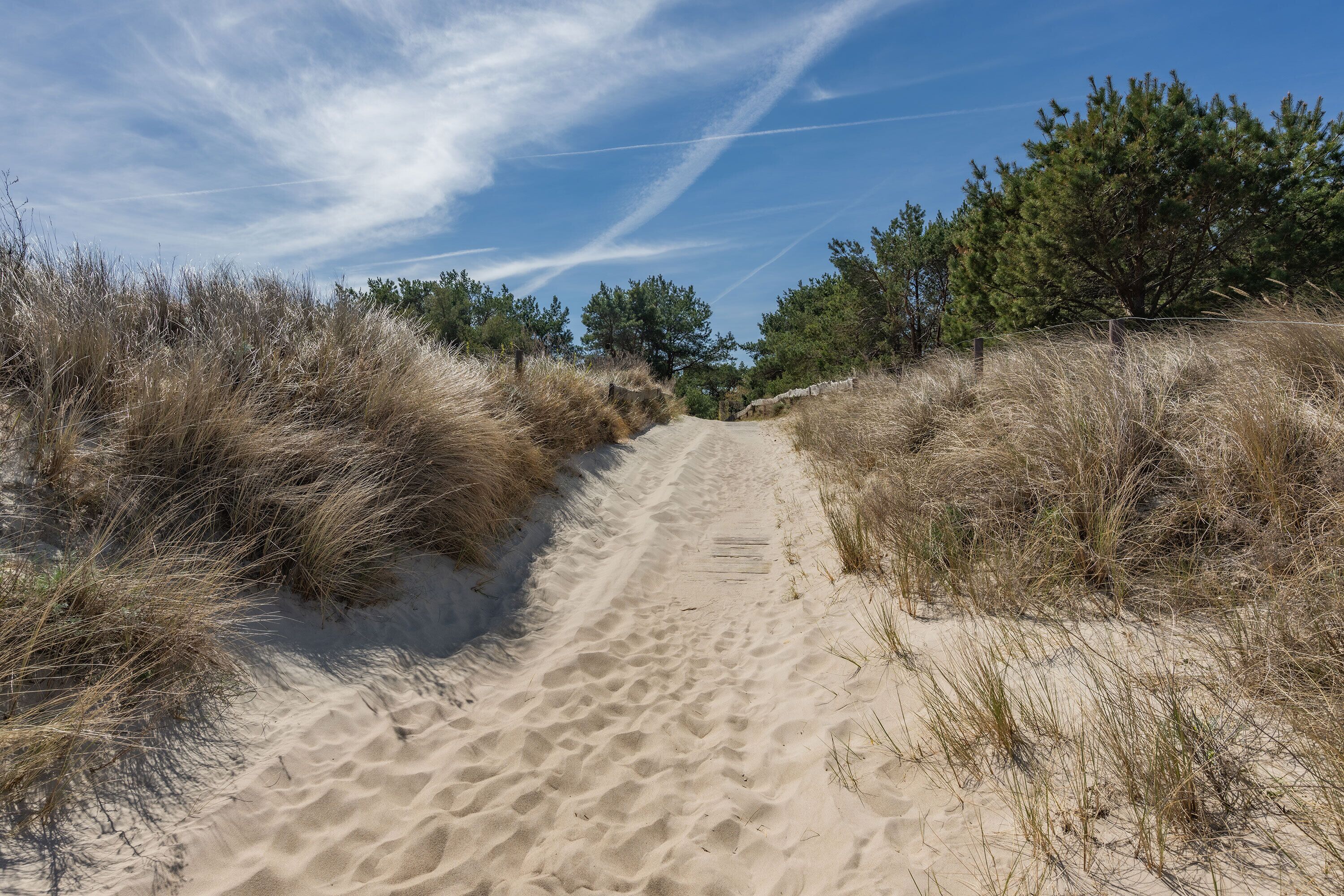 A sandy path flanked by dry grass and trees under a clear sky.