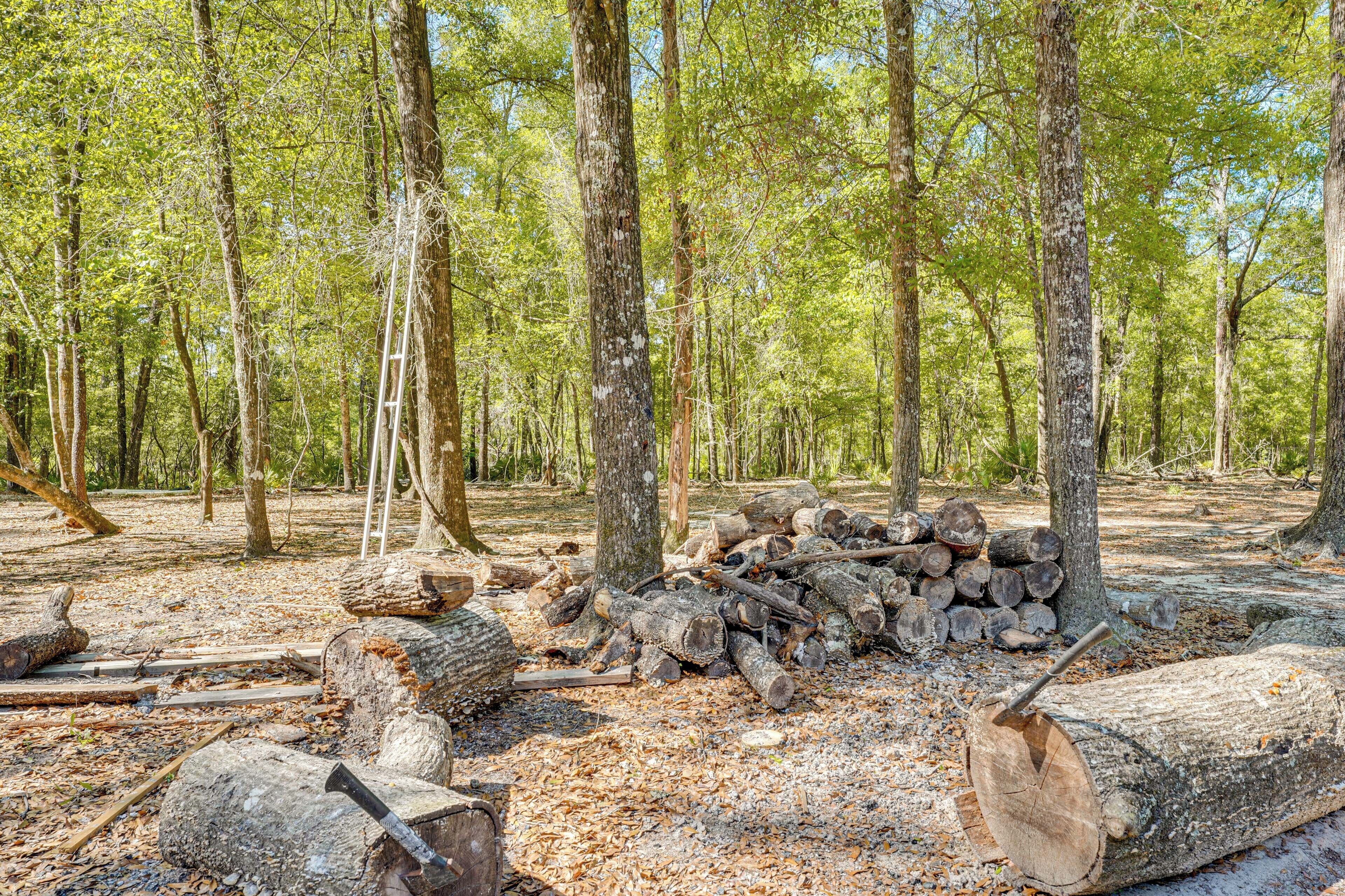 Un bosque con árboles, un montón de leña y una escalera.