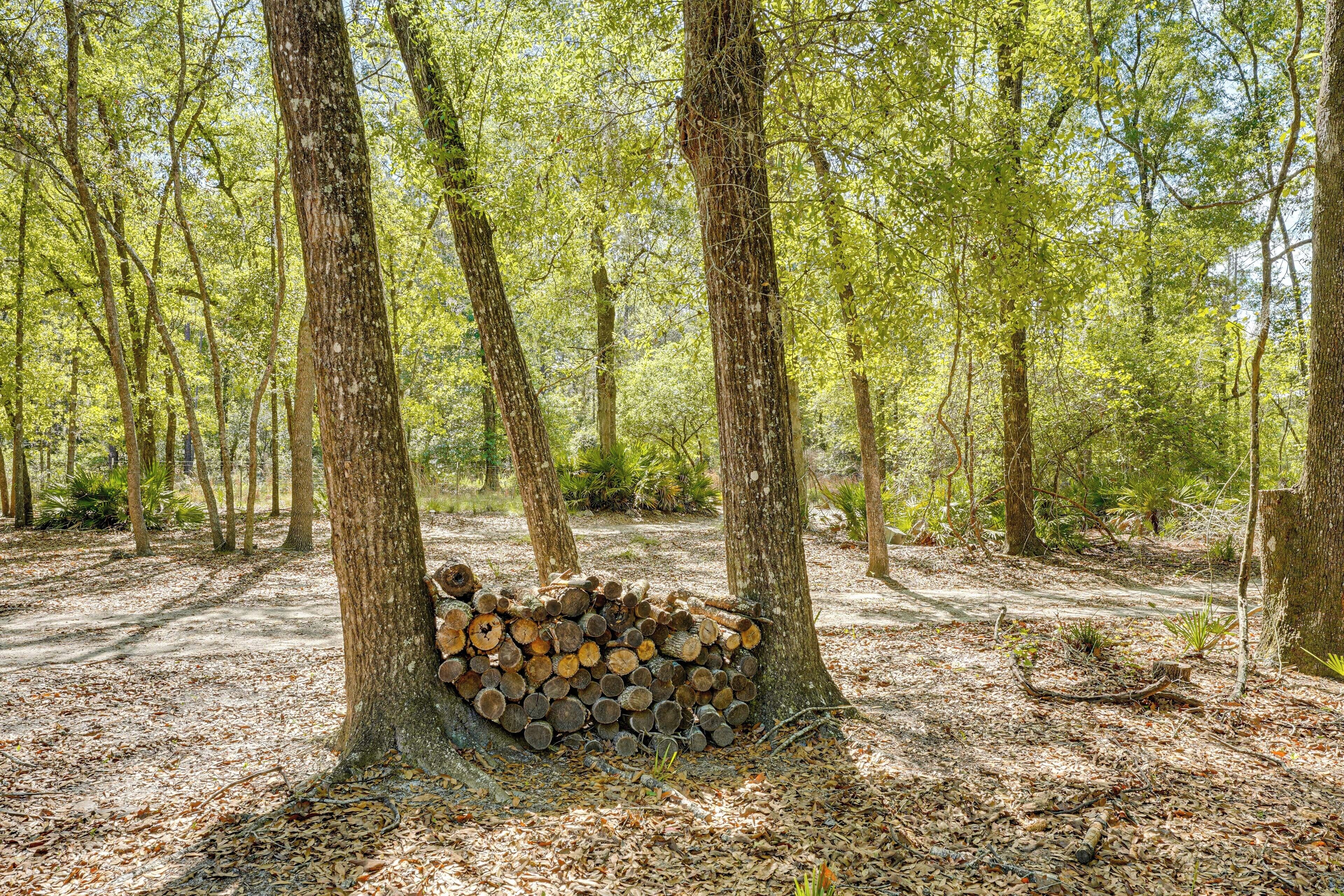 A forest with a stack of logs at the base of a tree.