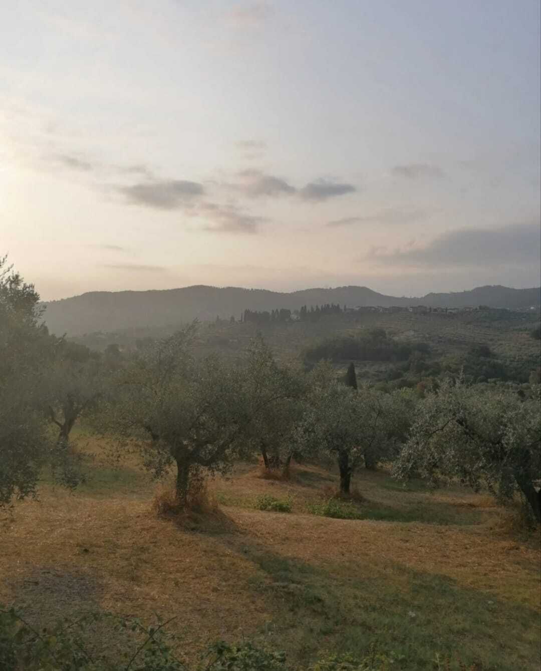 Un paysage avec des arbres et des collines à l’horizon.