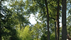Un sendero en un parque con árboles y una estructura de madera al fondo.