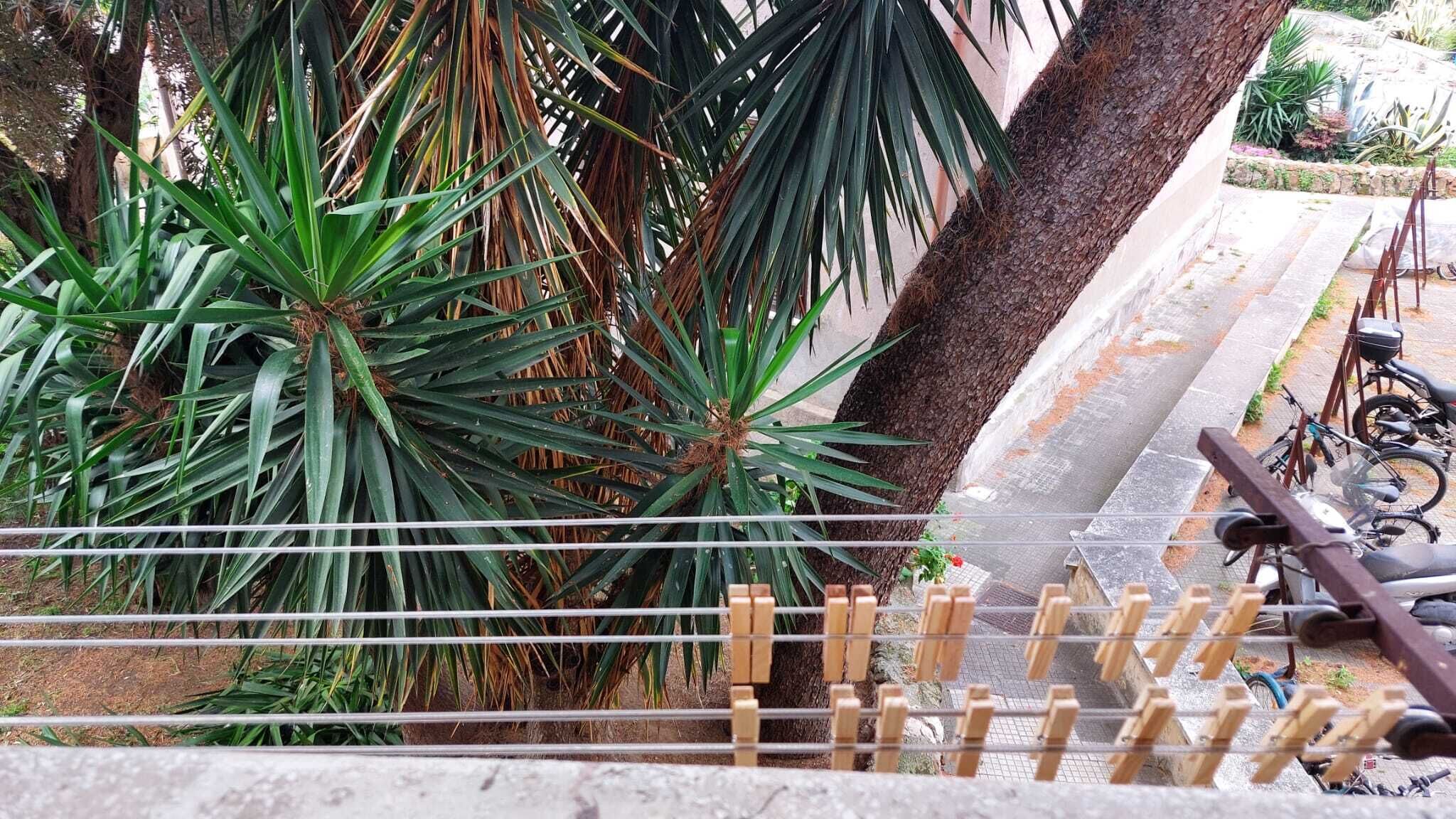 A balcony with a view of a palm tree and a bicycle parked on the sidewalk.