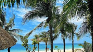A tropical beach setting with palm trees, a thatched-roof structure, and a paved walkway leading to the beach. - THE ARENA CAM RANH (Bac Cam Ranh)