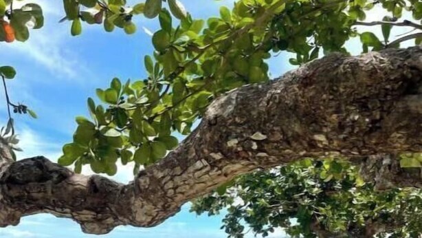 A beach with a tree trunk arching over the sand, a clear sky, and calm sea. - Charming beachfront retreat (Porlamar)