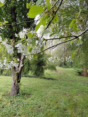A tree with white blossoms in a grassy area.