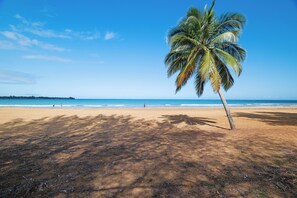 Una playa con una palmera, arena y océano.