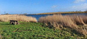 Eine Bank am See, umgeben von hohem Gras, mit blauem Himmel.