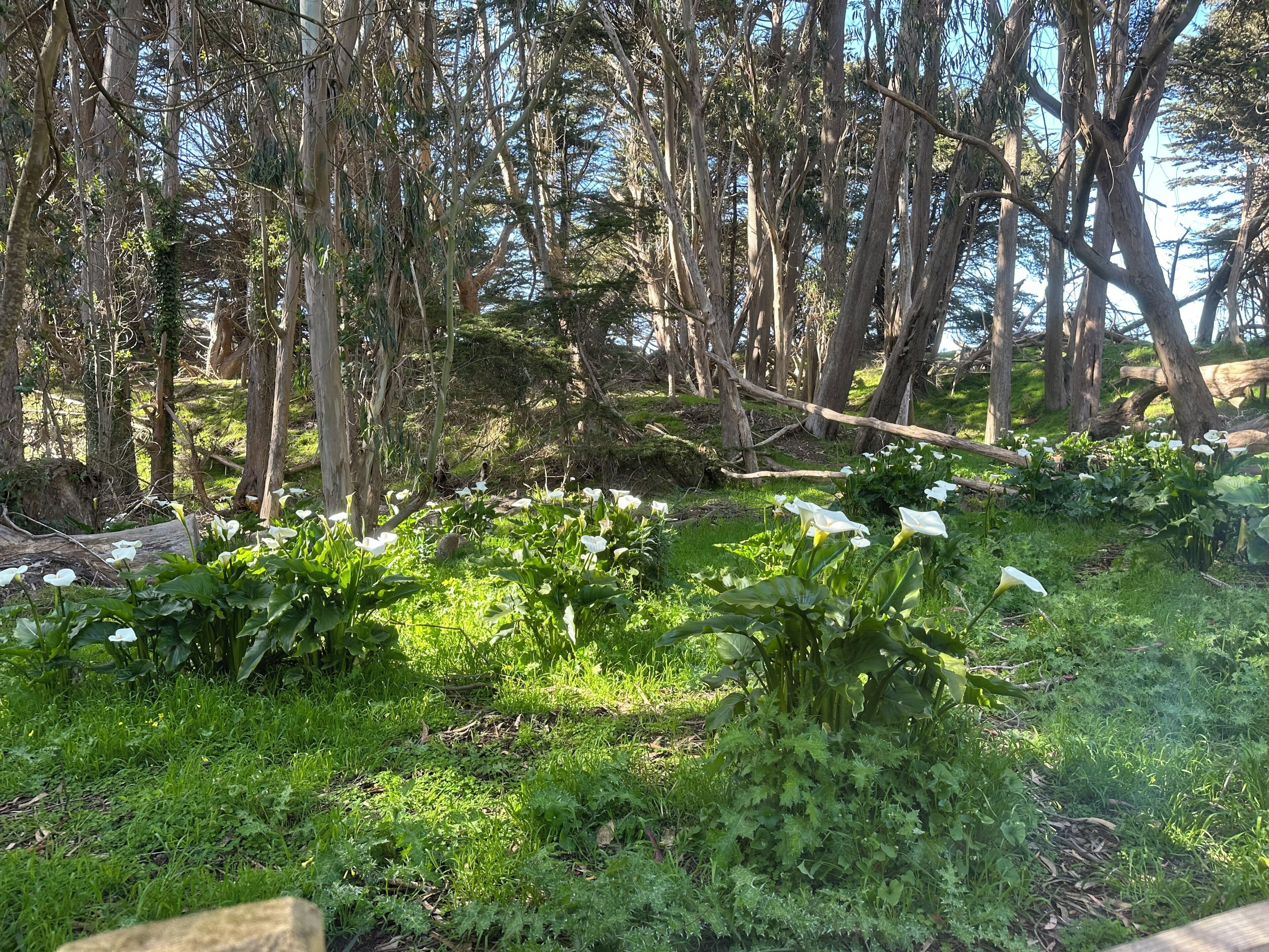 A forested area with a fallen tree, green undergrowth, and white flowers.