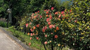 Un chemin pavé longe un jardin où s’épanouissent des fleurs roses et jaunes, avec un lampadaire et un feuillage vert et luxuriant.