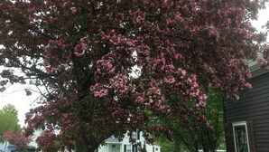 A residential area with a tree in full bloom, a sidewalk, a white house, and a parked car.