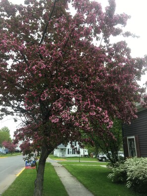 Property grounds - Charming Historic House 4 Blocks from Riverfront in Village of Clayton (Clayton)