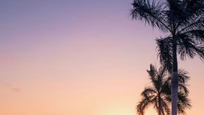 Blick auf einen Strand bei Sonnenuntergang, mit Palmen und Liegestühlen.