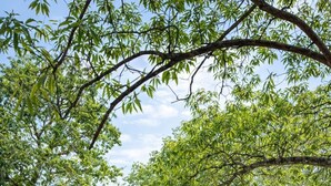 Une cour paisible, avec deux bâtiments blancs, une pelouse bien entretenue et une variété de plantes.