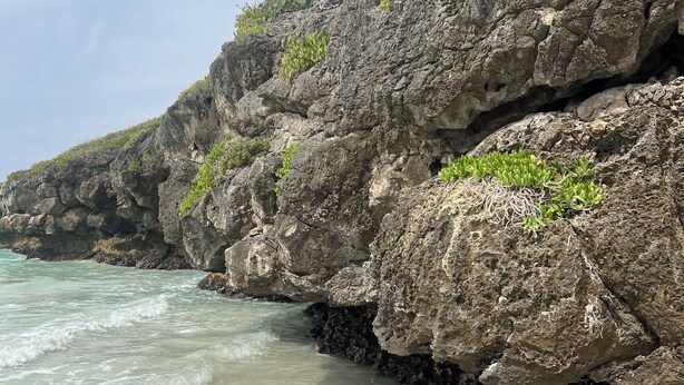 A rocky coastline with clear water and vegetation growing on the cliffs. - TROPICAL ESCAPE IN VIEQUES NEAR THE BEACHES (WE HAVE WATER) (Vieques)
