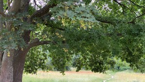 Un sentiero sterrato che si snoda in un parco alberato.