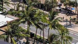 Une vue sur la plage, avec des palmiers, une piscine et une jetée.