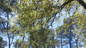 A sculpture in a park with trees and a building in the background. - Duplex with panoramic terrace - Centre, Saint-Paul-de-Vence - Air conditioning & WiFi (Saint-Paul-de-Vence)