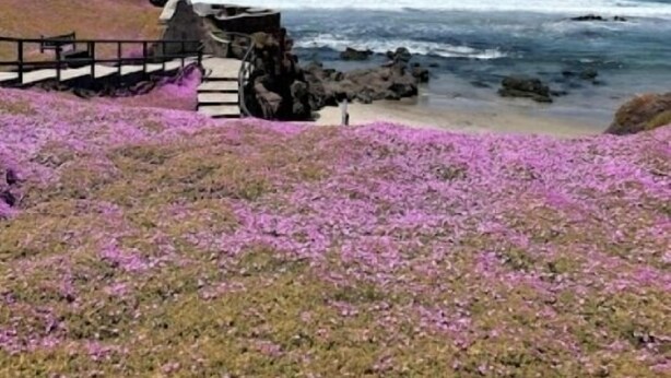 Vista costeira com um edifício, um deck de madeira e flores roxas.