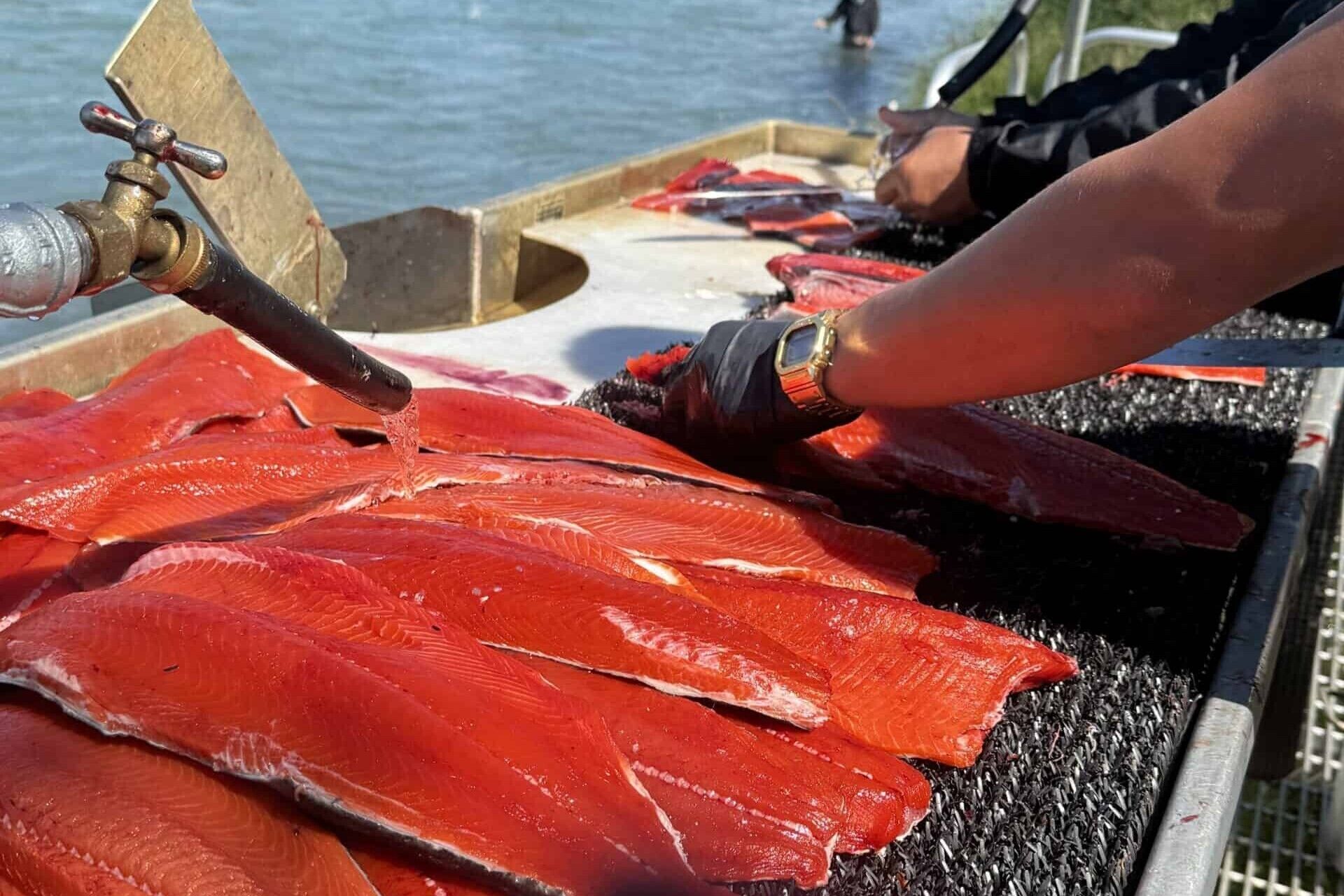 Una persona manipulando peces rojos en un bote.
