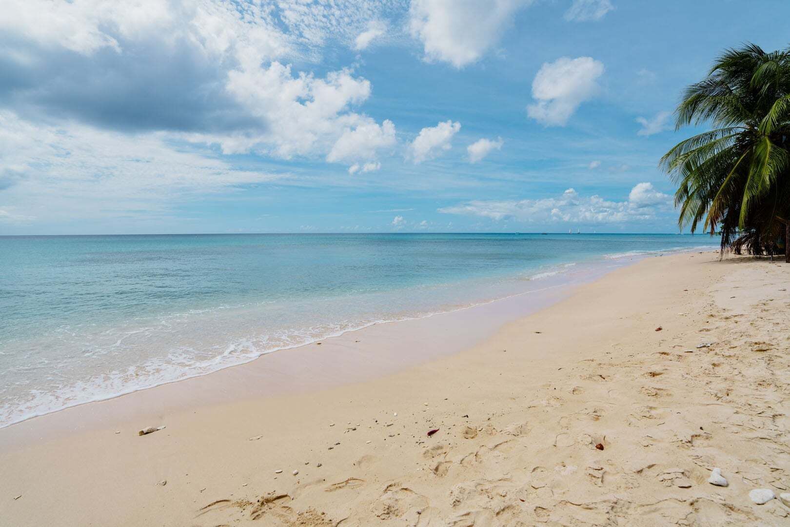 A beach with clear water, a palm tree, and a partly cloudy sky.