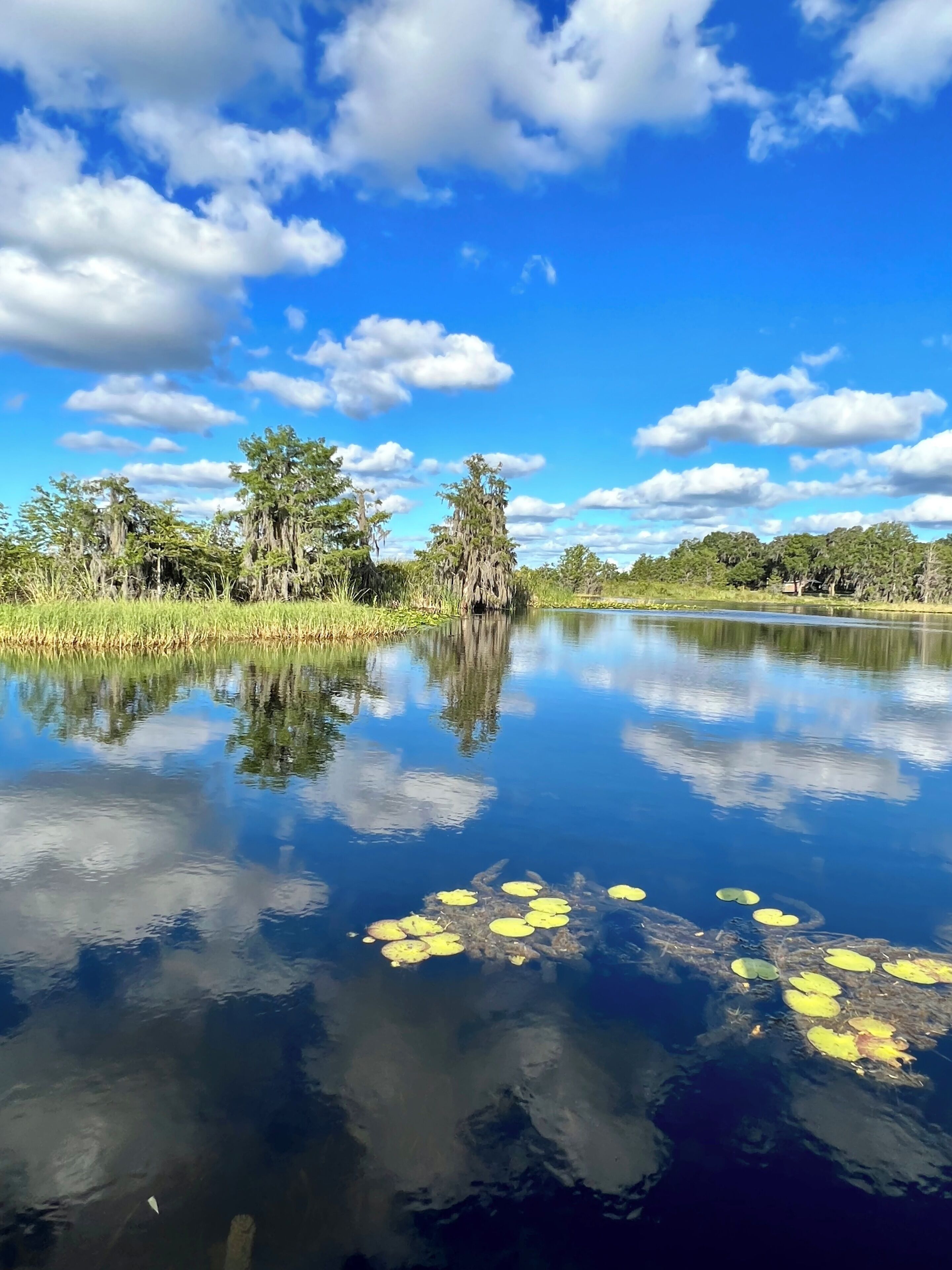 A calm lake with reflections of trees and sky, surrounded by greenery.