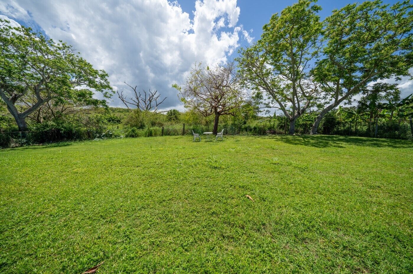 A grassy outdoor area with trees and a clear sky.