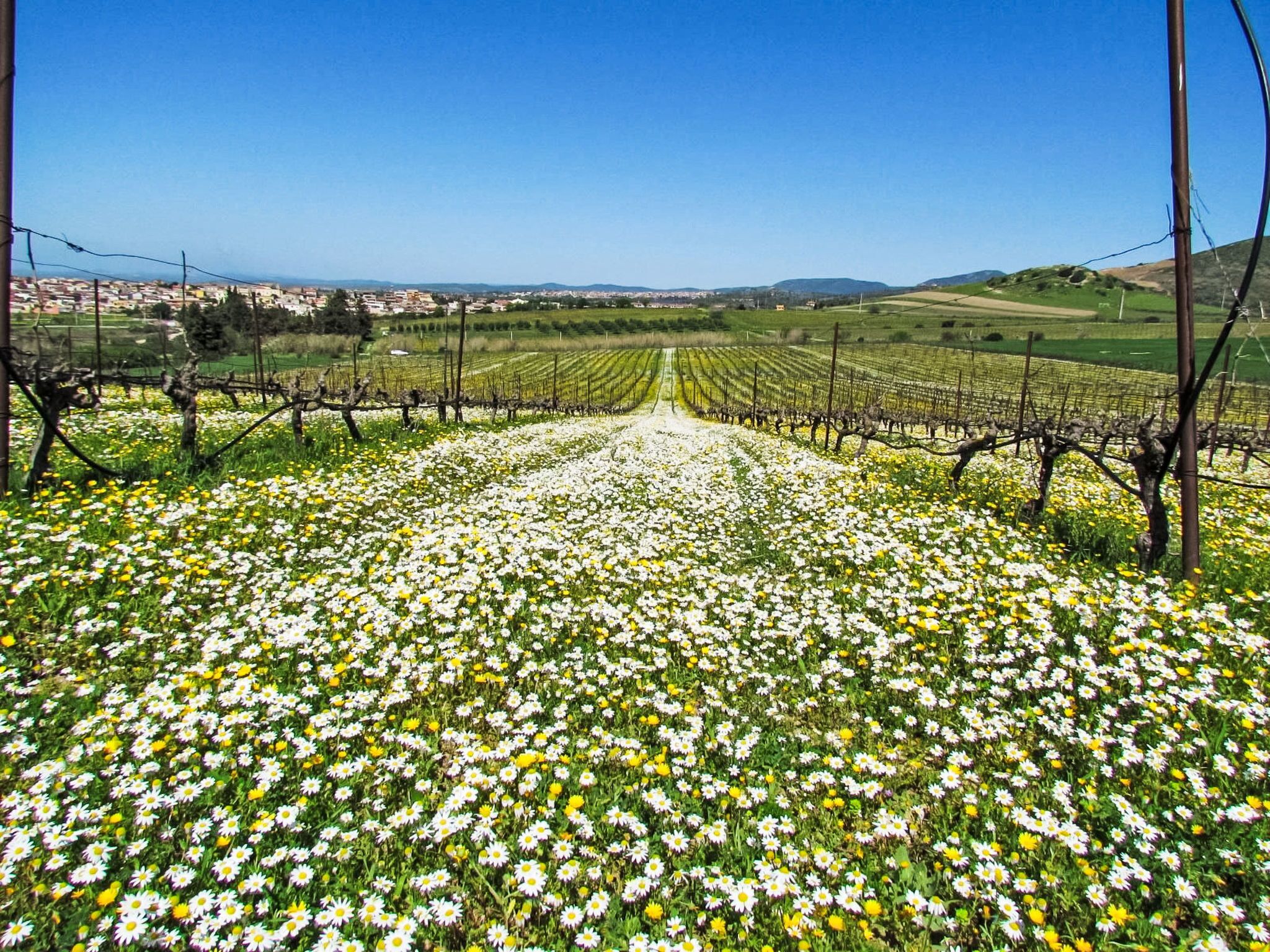 A vineyard with rows of grapevines and a field of daisies in the foreground.