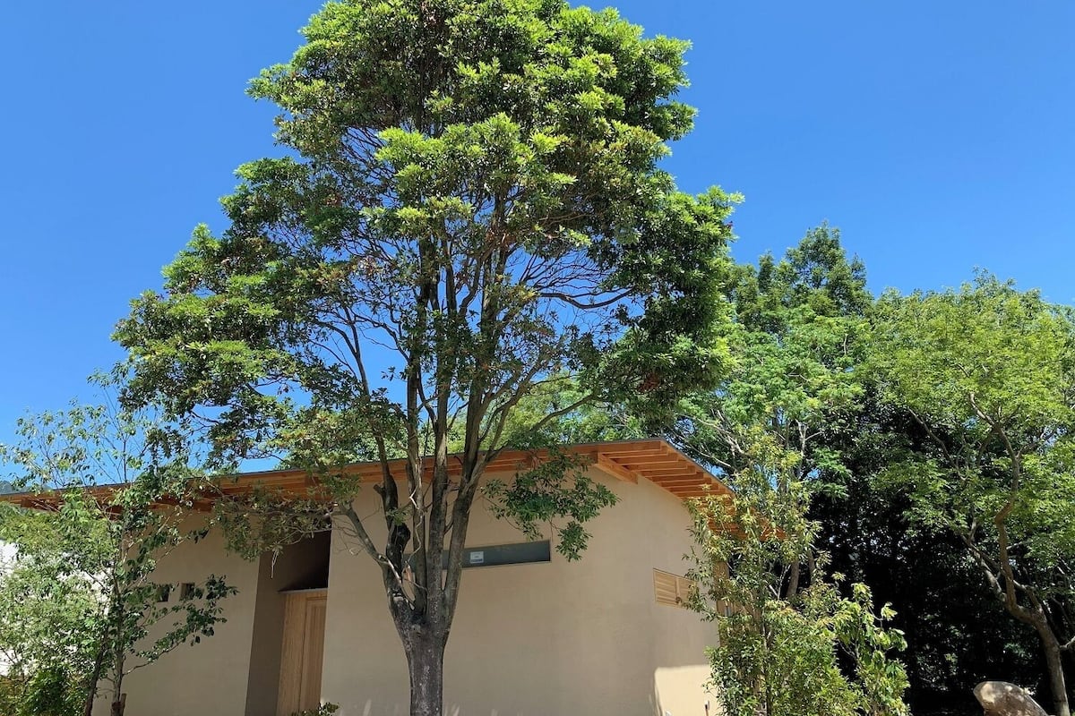 A tree in front of a building with a beige facade and a wooden roof.
