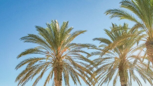 A beach with palm trees, a dirt path, and a view of the sea and distant hills. - GuestReady - Cosy studio in Malaga centre (Málaga)